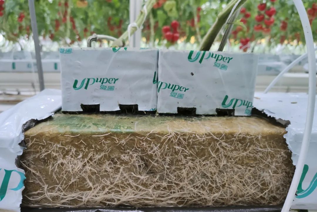 1690781616490005.jpg 640.jpg