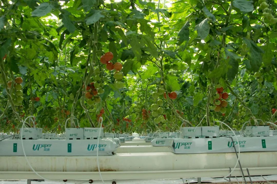 1690781625491478.jpg 6401.jpg